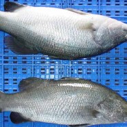 Barramundi