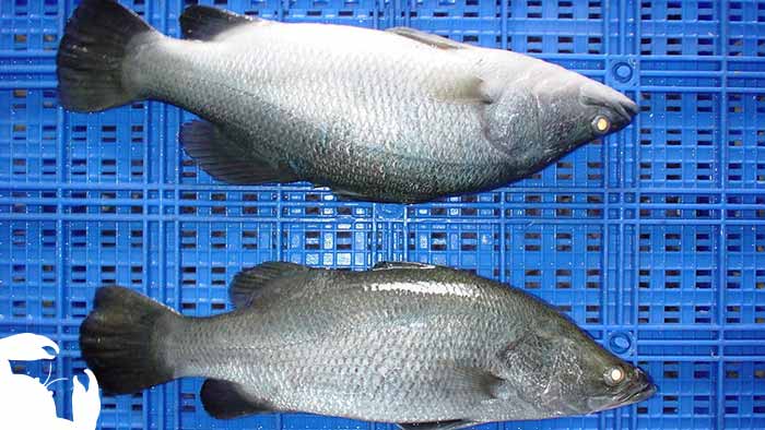 Barramundi