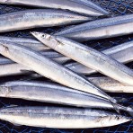 Saury