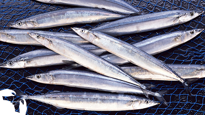 Saury