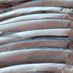 Anchovies