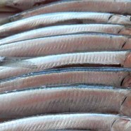 Anchovies