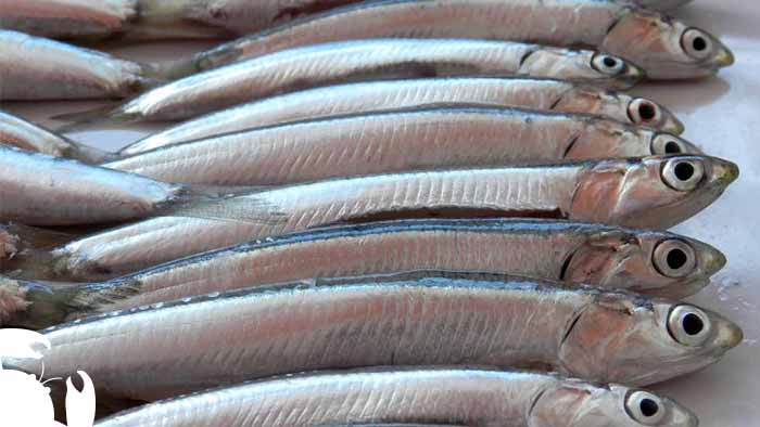 Anchovies