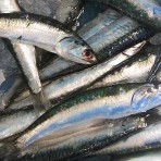 Anchovies