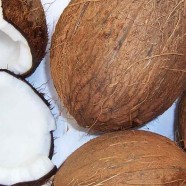 Coconut Fresh