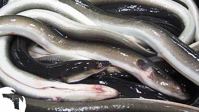 Eel