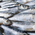 Herring