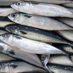 Mackerel