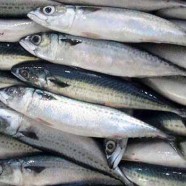Mackerel