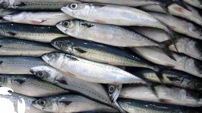Mackerel