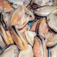 Mussels