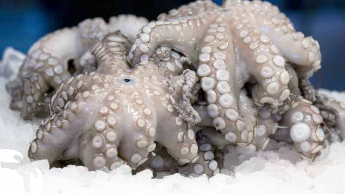 Octopus