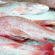 Red Snapper