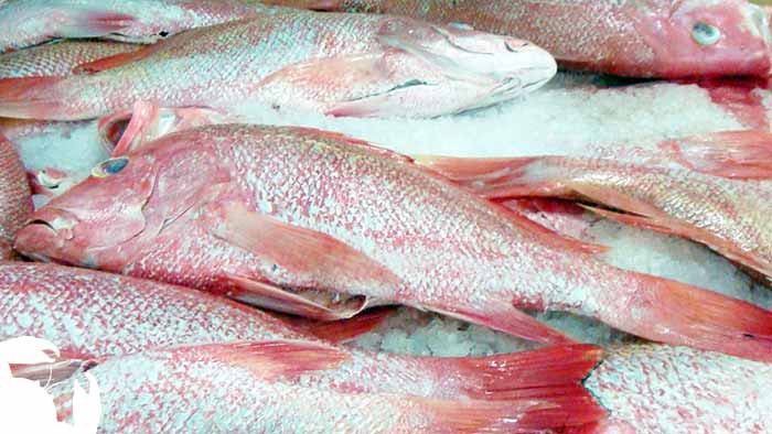 Red Snapper