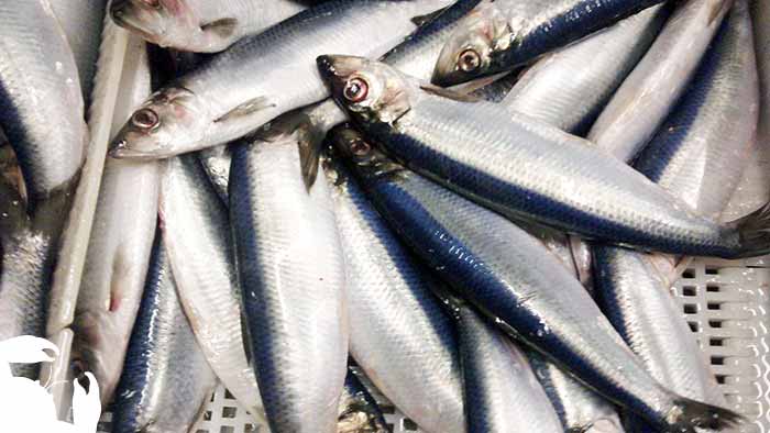 Sardine