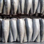 Sardine