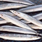 Saury