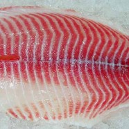 Tilapia
