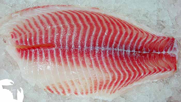 Tilapia
