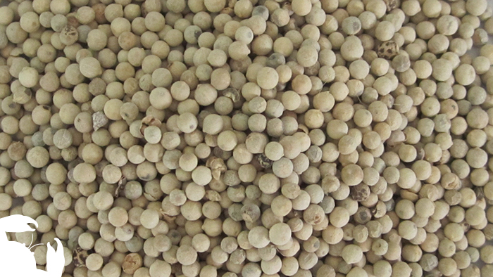 White Pepper