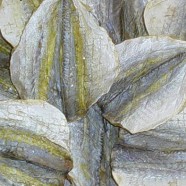 Yellow Stripe Travelly